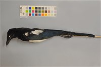 藏品(喜鵲)的圖片